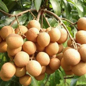 Tropical fruits,Fresh longan,Harvested Longan in Season